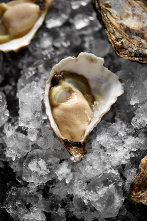 single shucked oyster